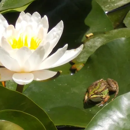 Bed & Breakfast Il Giardino Acquatico 3*