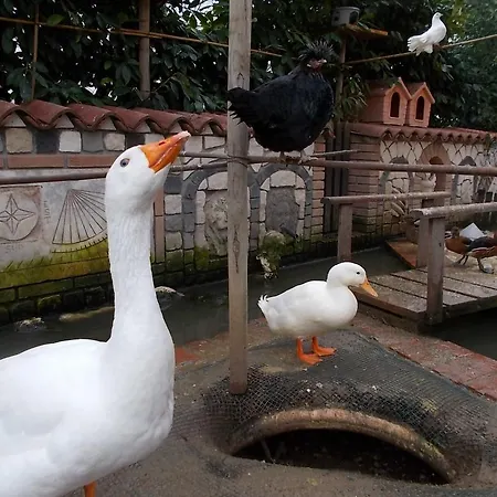 Bed & Breakfast Il Giardino Acquatico *
