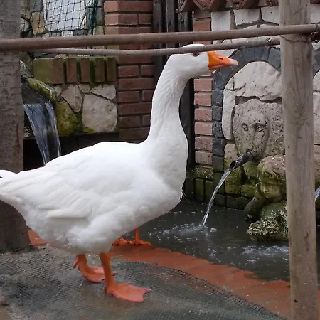 Bed & Breakfast Il Giardino Acquatico *