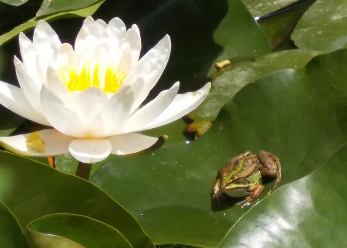 ベッド・アンド・ブレックファスト Il Giardino Acquatico 3*