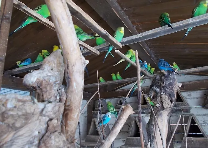 ベッド・アンド・ブレックファスト Il Giardino Acquatico コッピート