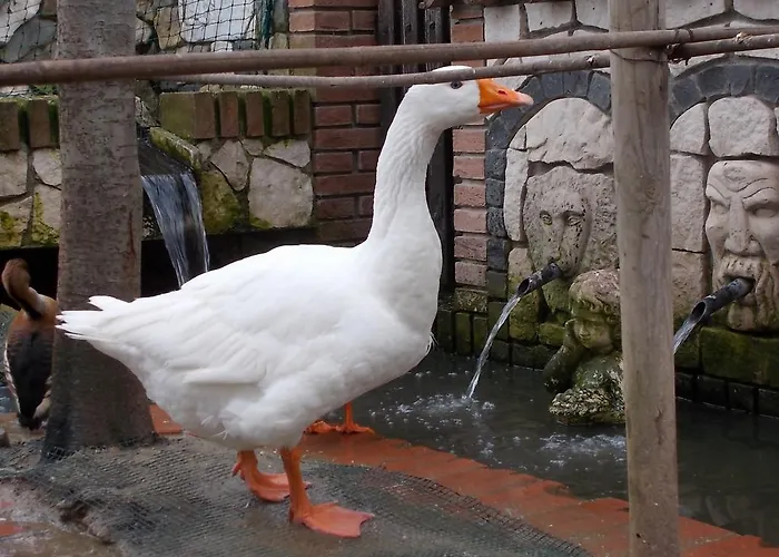 ベッド・アンド・ブレックファスト Il Giardino Acquatico 3*